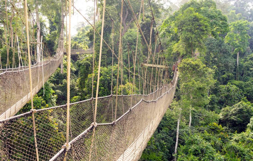 Castle and Canopy Walk Xperience